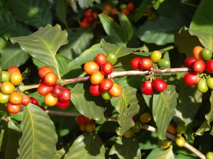 Dân chơi Specialty - Specialty là gì?