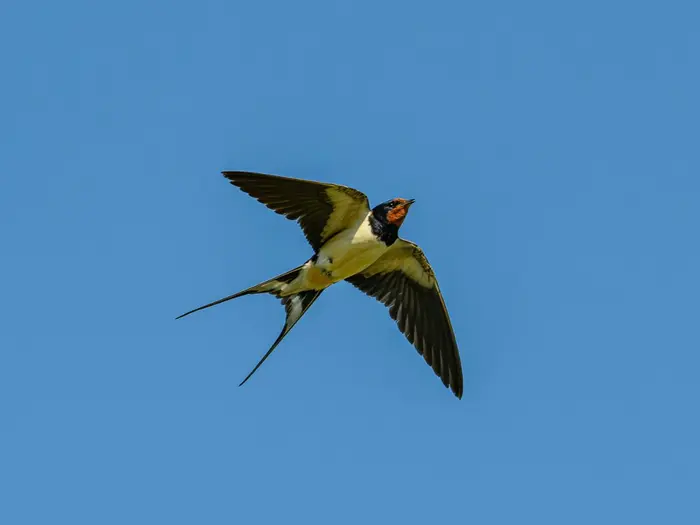 Di cư khỏi Oh-my-zsh