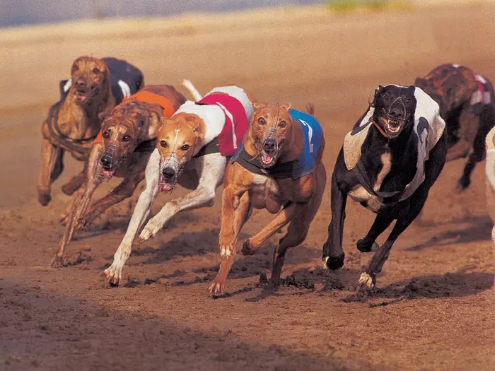 Lập trình bất đồng bộ là gì? Tại sao JavaScript là ngôn ngữ lập trình bất đồng bộ?