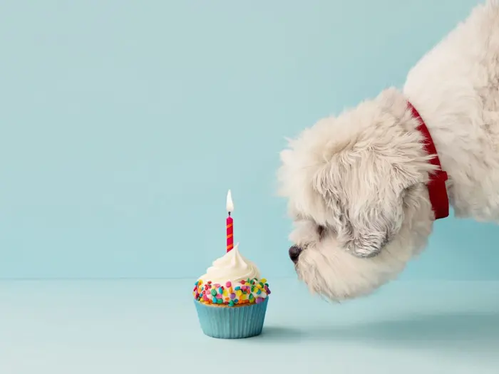 MIME Sniffing là gì? Cách để bảo vệ website khỏi cuộc tấn công 