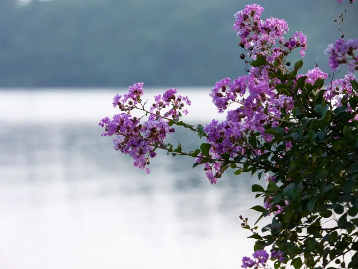 Nhật ký làm Notas - Sẵn sàng Launching!