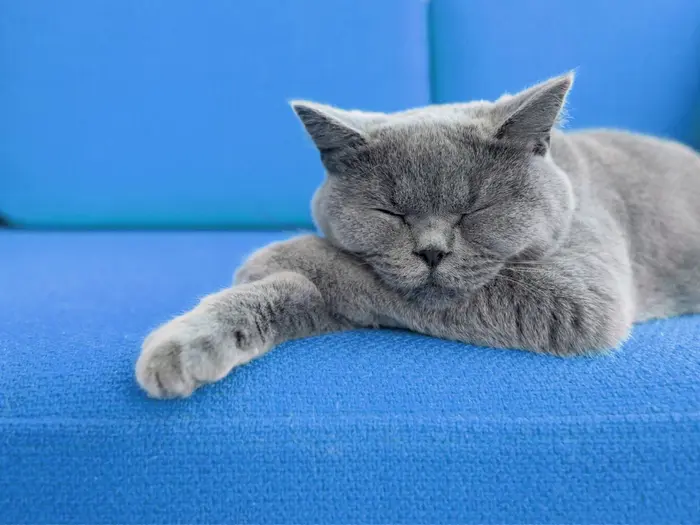 Phục hồi sức mạnh ý chí bằng phương pháp Power Nap