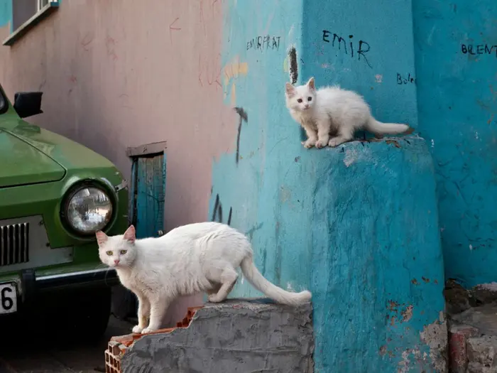 Prototypes trong JavaScript là gì? Tại sao nó lại quan trọng?