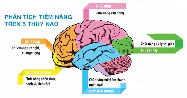 Khám Phá Toàn Diện 5 Thùy Não: Cấu Trúc, Chức Năng Và Ứng Dụng