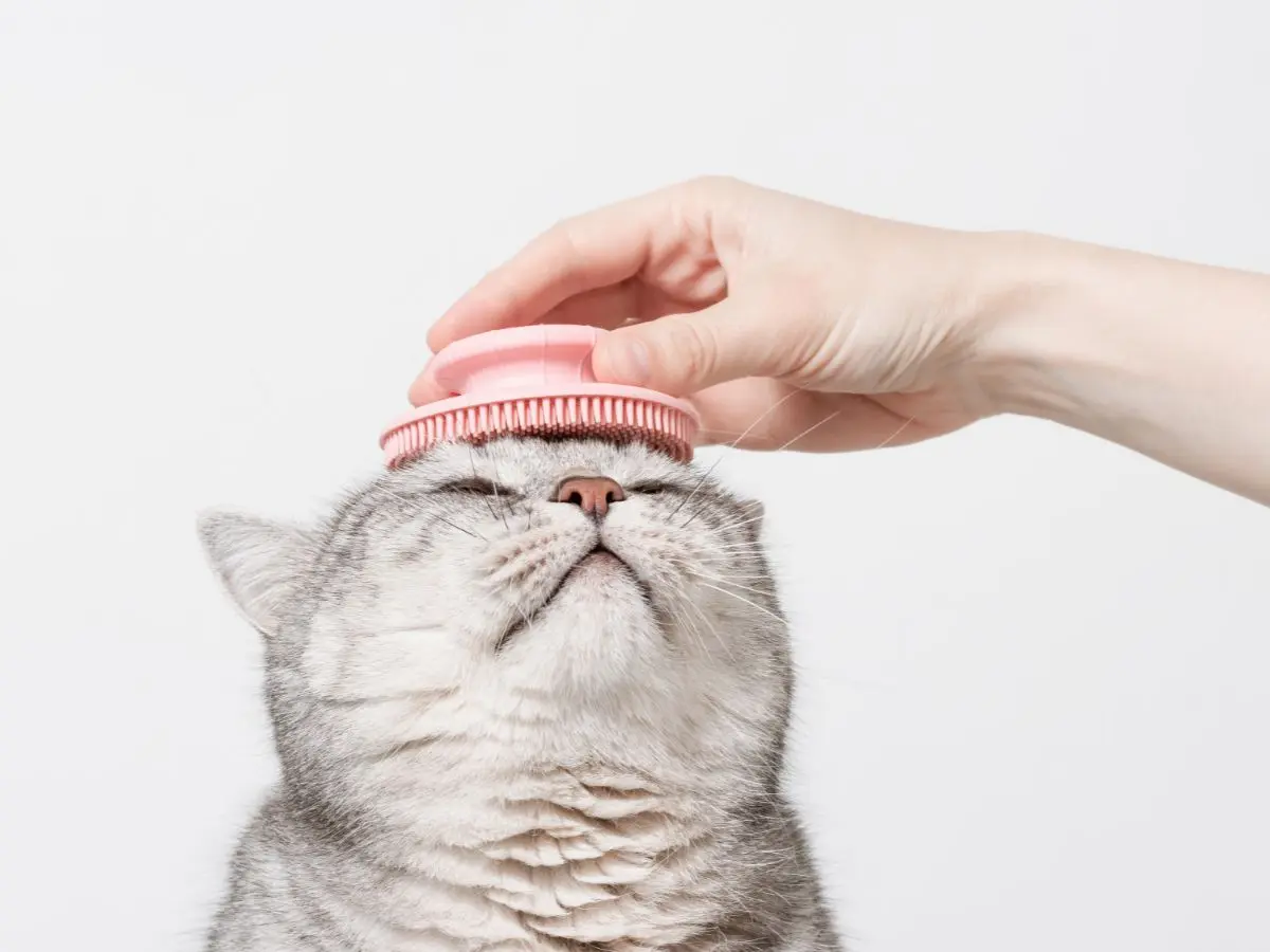 Tôi đã tăng điểm Lighthouse cho blog bằng cách tăng điểm CLS như thế nào?