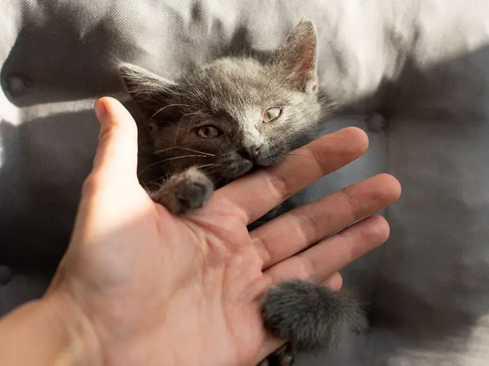 Tôi đang bị DDoS